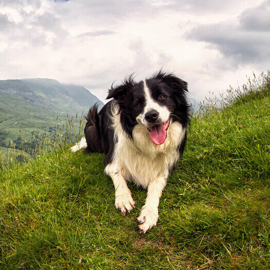 Border collie sales